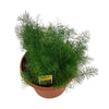 1.5 Qt. Herb Plant Dill in 6 In. Deco Pot (2-Plants)