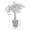 4 In. Money Tree Plant Black Plastic Grower Pot