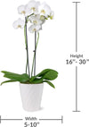 Just Add Ice 16-30" White and Yellow Premium Orchid Live Plant in 5" White Ceramic Pot, House Plant