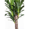 Yucca Cane Plant in 9.25 Inch Grower Pot