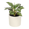 6.5" Artificial Purple Leaf Plant in Cream Pot