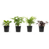 Classic House Plants (4PK) - Live Plants - Air Purifying Easy Plant Pack - 4.25 in Pots - Element by