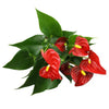 6 In. Red Anthurium Live House Plant in Multi-Colored Ceramic Pot