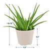 6 In. Aloe Vera Plant in Light Khaki Plastic Pot Cover