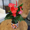 6 In. Red Anthurium Live House Plant in Multi-Colored Ceramic Pot