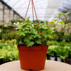 Green English Ivy Hanging Basket Live Plant in 4 In. Hanging Pot Hedera Helix Beautiful Easy Care Indoor