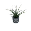 5 In. Fernwood Mikado Sansevieria Plant in Chalkboard Pot