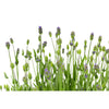 Lavender English Lavender Plant in 2.5 -Quart Pot 2.0 -Pack