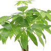 4 In. Money Tree Plant Black Plastic Grower Pot