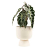 Alocasia Elephant Ear House Plant in 6 Inch(Es) Pot 1 -Pack