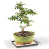 Chinese Elm Bonsai Tree Outdoor Plant in Ceramic Bonsai Pot Container, 7-Years Old, 8 to 10 In.