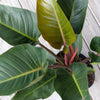 Red Congo Live Philodendron Tatei Indoor Plant in 9.25 Inch Grower Pot