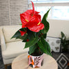 6 In. Red Anthurium Live House Plant in Multi-Colored Ceramic Pot