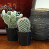 Element by  Live Cactus Plants 4-Pack - Succulent Plants, Full Sun - 2.5-Inch Pots