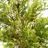 Thuja Green Giant Live Plant, in 3 Gal. Grower'S Pot, Includes Care Guide
