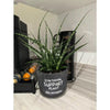 5 In. Fernwood Mikado Sansevieria Plant in Chalkboard Pot