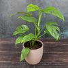 Philodendron Houseplnts | 4 Esy Cre Plnts | 4.25In Pots; Indirect Sun | Element by