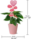 14-I8" Valentine'S Day Pink Anthurium Live Plant in 5" Pink Ceramic Pot with Pink Heart, House Plant