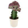 4 In. Light Purple Marmaid Tail Coral Cactus Live Indoor Plant in Beige Plastic Pot Cover