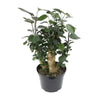 8 In. Aralia Fabian Stump Live House Plant in Pot