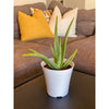 6 In. Aloe Vera Plant in Deco Pot