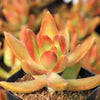 Copper Sedum Plant-Live Plant in a 4 Inch Growers Pot-Sedum Nussbaumerianum-Rare and Colorful Easy Care Succulent