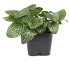 Live Houseplants in 2" Grower Pots (12 Count), Easy Care Air Purifying Indoor Plants