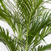 Cat Palm Chamaedorea Cataractarum Plant in 9.25 Inch Grower Pot