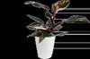 Wild Interiors 8-14" Tall Pink Princess Philodendron Live Plant in 5" White Ceramic Pot, House Plant