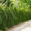 Thuja Green Giant Live Plant, in 3 Gal. Grower'S Pot, Includes Care Guide