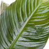 Peace Lily Spathiphyllum Sympathy Live Plant in 9.25 Inch Grower Pot