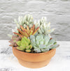 Live Succulent Garden Plant Gift, Drought Tolerant Succulents in 5" Clay Pot