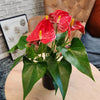 4.25 In. Red Anthurium Live House Plant in Grower Pot