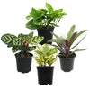 Classic House Plants (4PK) - Live Plants - Air Purifying Easy Plant Pack - 4.25 in Pots - Element by
