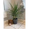 10 In. Dracaena Marginata Plant in Deco Pot