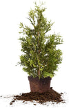 Thuja Green Giant Live Plant, in 3 Gal. Grower'S Pot, Includes Care Guide