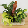 Philodendron Houseplnts | 4 Esy Cre Plnts | 4.25In Pots; Indirect Sun | Element by