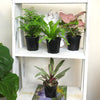 Classic House Plants (4PK) - Live Plants - Air Purifying Easy Plant Pack - 4.25 in Pots - Element by