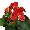 6 In. Red Anthurium Live House Plant in Multi-Colored Ceramic Pot