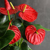 6 In. Red Anthurium Live House Plant in Multi-Colored Ceramic Pot
