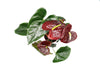 Anthurium Sempre Live Plant in 6" Pot, Burgundy/Brown