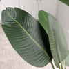 Faux Banana Leaf Plant in Pot