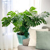 Swiss Cheese Plant Monstera Deliciosa Plant 24. in to 34 In. Tall in 10 In. White Decor Pot