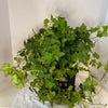 Green English Ivy Hanging Basket Live Plant in 4 In. Hanging Pot Hedera Helix Beautiful Easy Care Indoor