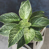 Philodendron Houseplnts | 4 Esy Cre Plnts | 4.25In Pots; Indirect Sun | Element by