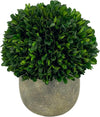 Preserved Natural Boxwood Ball in Grey Cement-Look Resin Pot Plant and Table Centerpiece Stunning Greenery and Plant Decor for Home - Grey & White Pot 9.5” Tall
