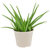 6 In. Aloe Vera Plant in Light Khaki Plastic Pot Cover