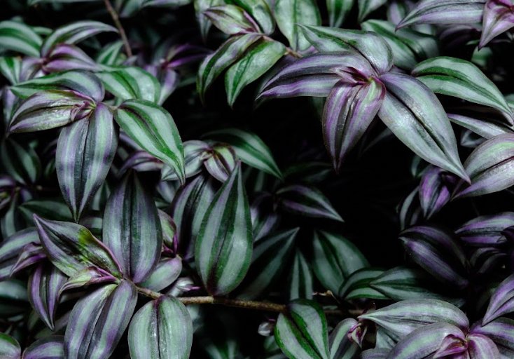 Wandering Jew Plant