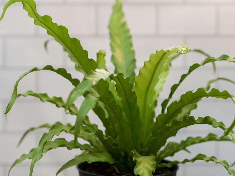 Bird's Nest Fern
