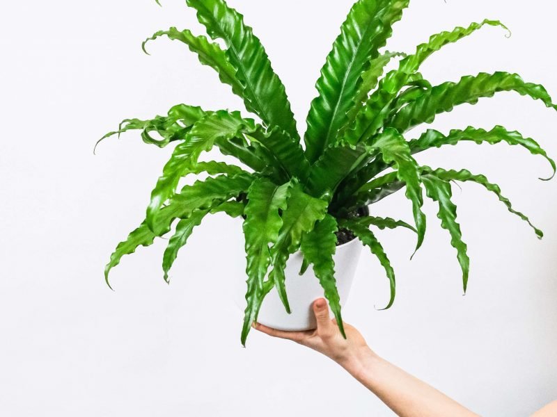 A Bird's Nest Fern